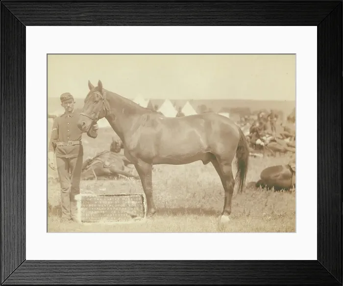 Framed Print : Comanche, the only survivor of the Custer Massacre, 1876 History of the horse and regimental...1887. Creator: John C. H. Grabill Framed Print : Comanche, the only survivor of the Custer Massacre, 1876 History of the horse and regimental...1887. Creator: John C. H. Grabill