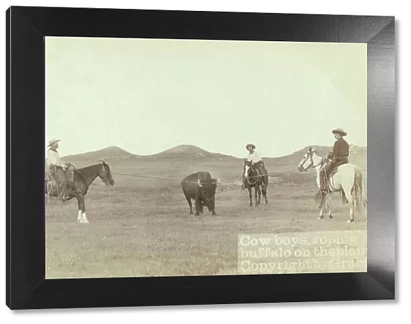 Cowboys, roping a buffalo on the plains, between 1887 and 1892. Creator: John C. H. Grabill