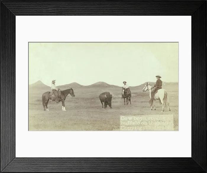 Framed Print : Cowboys, roping a buffalo on the plains, between 1887 and 1892. Creator: John C. H. Grabill Framed Print : Cowboys, roping a buffalo on the plains, between 1887 and 1892. Creator: John C. H. Grabill