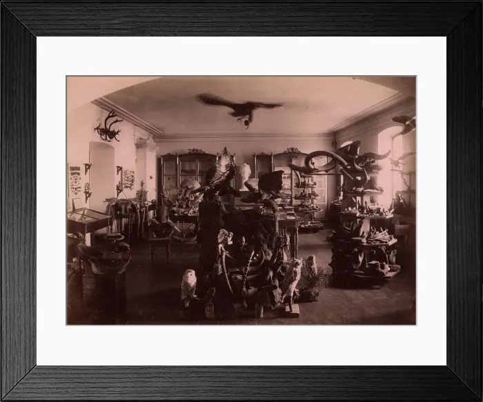Framed Print : Paleontological and Archaeological Objects Collected from the Tyumen Area. 1889. Creator: N Terekhov Framed Print : Paleontological and Archaeological Objects Collected from the Tyumen Area. 1889. Creator: N Terekhov