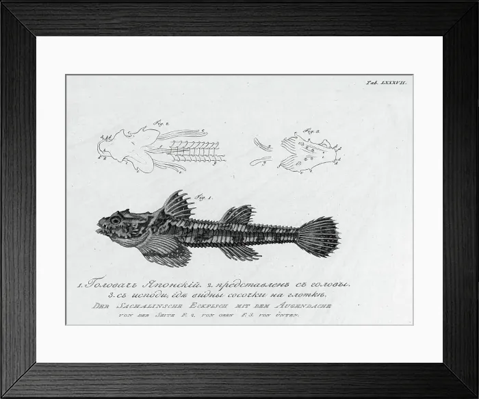 Framed Print : F.1. Japanese Golovach'; F.2. Its Head; F.3. From Below, Where Small Nipples on... 1813. Creator: Pavel Ivanovich Maslovskii. F.1. Japanese Golovach'; F.2. Its Head; F.3. From Below, Where Small Nipples on... 1813 Framed Print : F.1. Japanese Golovach'; F.2. Its Head; F.3. From Below, Where Small Nipples on... 1813. Creator: Pavel Ivanovich Maslovskii. F.1. Japanese Golovach'; F.2. Its Head; F.3. From Below, Where Small Nipples on... 1813
