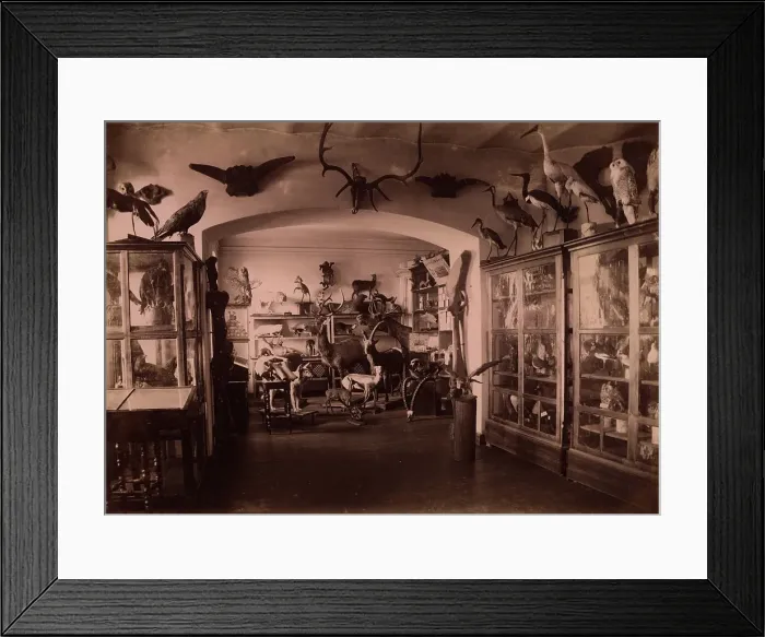 Framed Print : Collection of West Siberian Animals and Plants, 1889. Creator: N Terekhov Framed Print : Collection of West Siberian Animals and Plants, 1889. Creator: N Terekhov