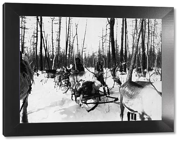 Carriage of goods by reindeer, 1890. Creator: Unknown