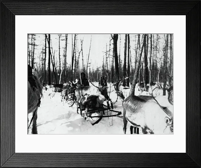 Framed Print : Carriage of goods by reindeer, 1890. Creator: Unknown Framed Print : Carriage of goods by reindeer, 1890. Creator: Unknown