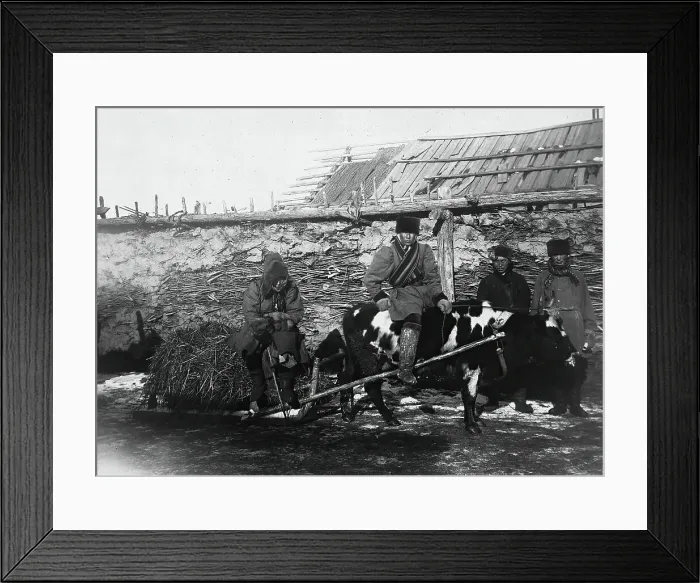 Framed Print : A bull drawn in a cart, 1890. Creator: Unknown Framed Print : A bull drawn in a cart, 1890. Creator: Unknown