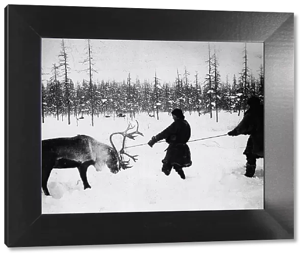 They Caught a Reindeer, 1890. Creator: Unknown