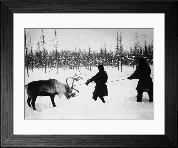 Framed Print : They Caught a Reindeer, 1890. Creator: Unknown Framed Print : They Caught a Reindeer, 1890. Creator: Unknown