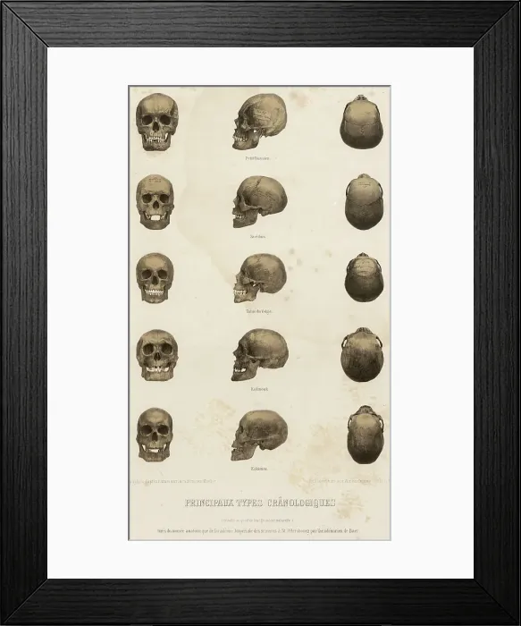 Framed Print : Main cranological types... 1862. Creator: Unknown