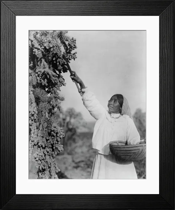 Framed Print : Gathering hanamh - Papago woman picking cactus fruit with wooden stick, Arizona, c1907. Creator: Edward Sheriff Curtis Framed Print : Gathering hanamh - Papago woman picking cactus fruit with wooden stick, Arizona, c1907. Creator: Edward Sheriff Curtis