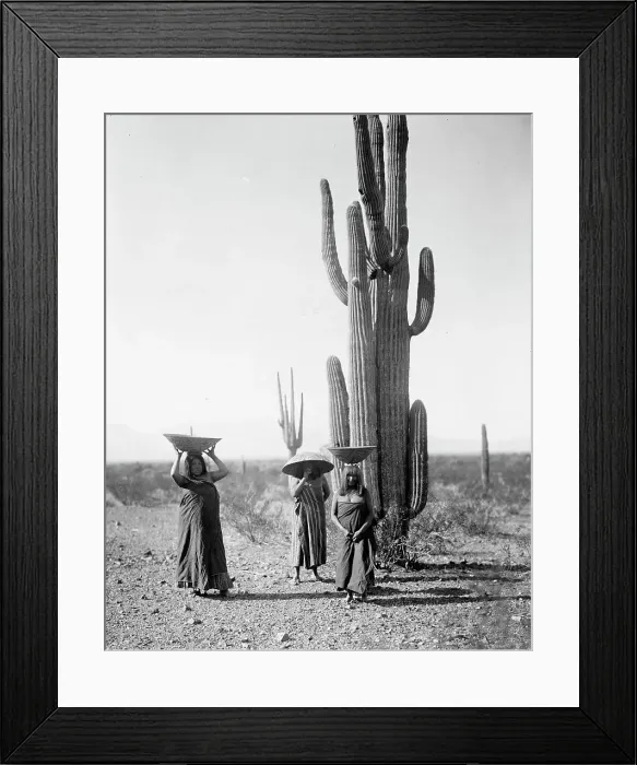 Framed Print : Maricopa women gathering fruit from Saguaro cacti, 1907, c1907. Creator: Edward Sheriff Curtis Framed Print : Maricopa women gathering fruit from Saguaro cacti, 1907, c1907. Creator: Edward Sheriff Curtis