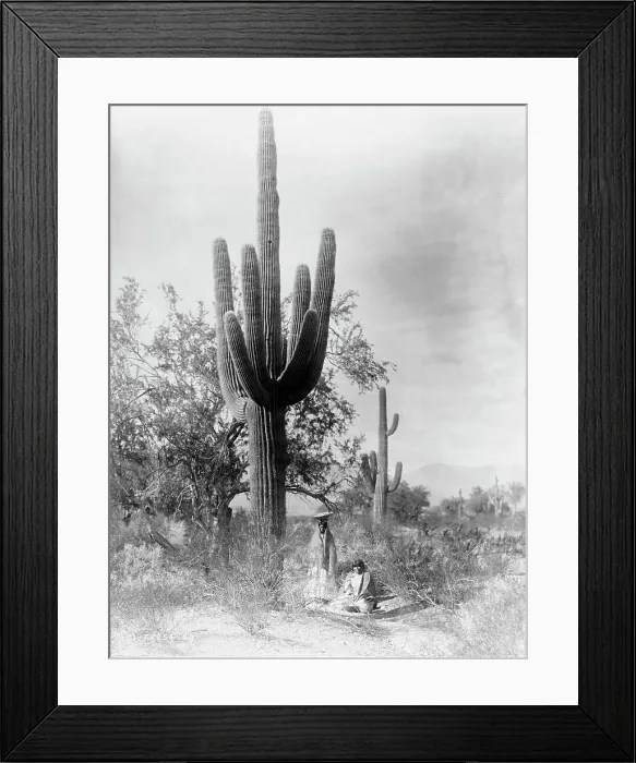 Framed Print : Gathering saguaro fruit, 1907, c1907. Creator: Edward Sheriff Curtis Framed Print : Gathering saguaro fruit, 1907, c1907. Creator: Edward Sheriff Curtis