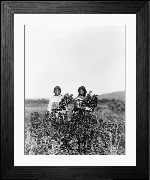 Framed Print : Goldenrod meadows-Piegan, c1910. Creator: Edward Sheriff Curtis Framed Print : Goldenrod meadows-Piegan, c1910. Creator: Edward Sheriff Curtis