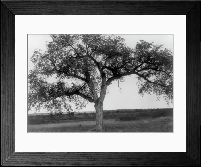Framed Print : The mythic tree, c1908. Creator: Edward Sheriff Curtis Framed Print : The mythic tree, c1908. Creator: Edward Sheriff Curtis
