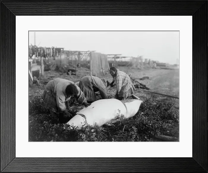 Framed Print : Cutting up a beluga-Kotzebue, c1929. Creator: Edward Sheriff Curtis Framed Print : Cutting up a beluga-Kotzebue, c1929. Creator: Edward Sheriff Curtis