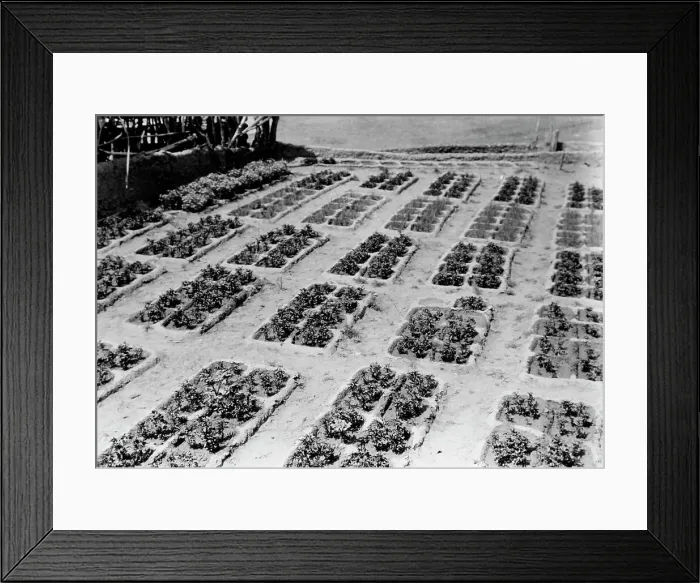 Framed Print : Zuni gardens, c1927. Creator: Edward Sheriff Curtis