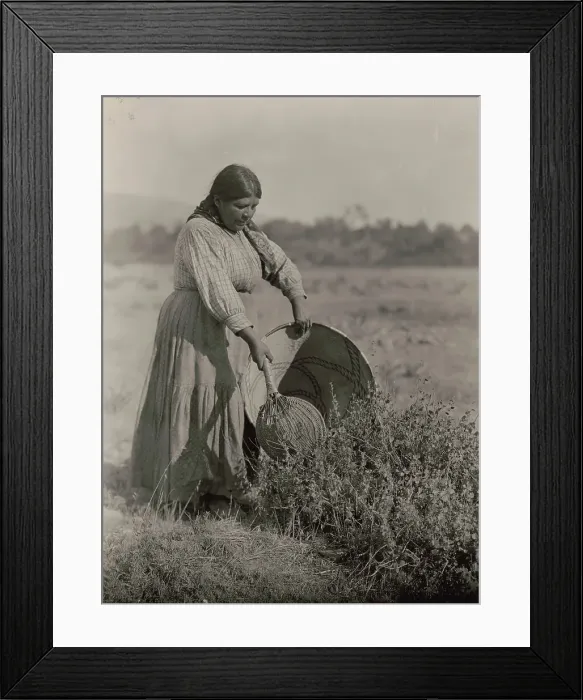 Framed Print : Gathering Seeds-Coast Pomo, c1924. Creator: Edward Sheriff Curtis Framed Print : Gathering Seeds-Coast Pomo, c1924. Creator: Edward Sheriff Curtis