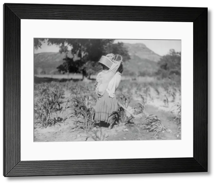 Framed Print : The cornfield, c1906. Creator: Edward Sheriff Curtis Framed Print : The cornfield, c1906. Creator: Edward Sheriff Curtis
