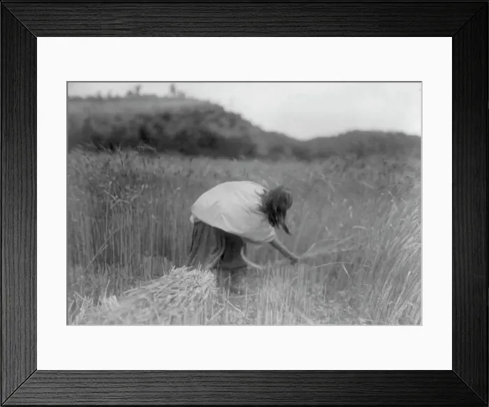 Framed Print : The Apache Reaper [gathering wheat], c1906. Creator: Edward Sheriff Curtis