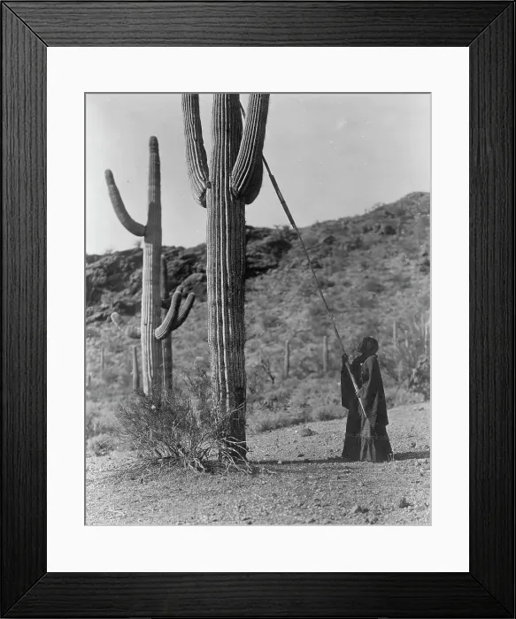 Framed Print : Gathering hasen-Qahatika, c1907. Creator: Edward Sheriff Curtis Framed Print : Gathering hasen-Qahatika, c1907. Creator: Edward Sheriff Curtis