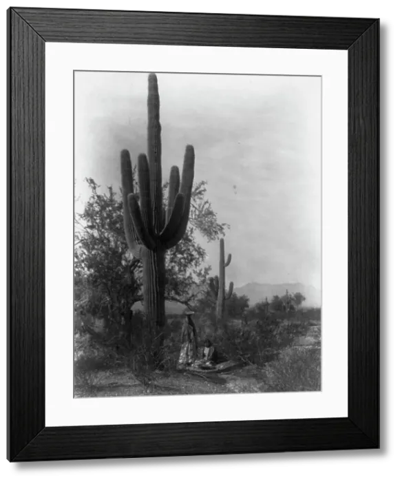 Framed Print : The saguaro harvest-Pima, c1907. Creator: Edward Sheriff Curtis