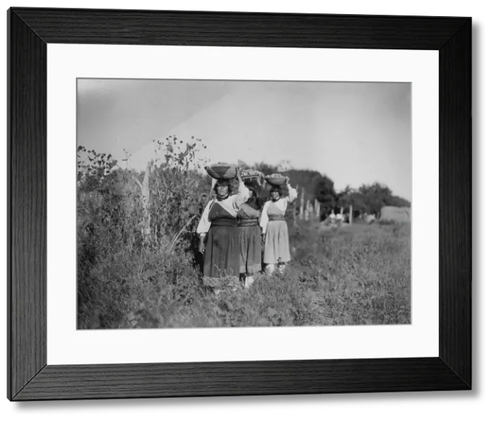 Framed Print : The Harvest-San Juan, c1905. Creator: Edward Sheriff Curtis Framed Print : The Harvest-San Juan, c1905. Creator: Edward Sheriff Curtis