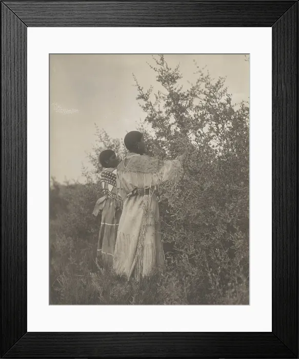 Framed Print : Buffalo berry gatherers-Mandan, c1908. Creator: Edward Sheriff Curtis Framed Print : Buffalo berry gatherers-Mandan, c1908. Creator: Edward Sheriff Curtis