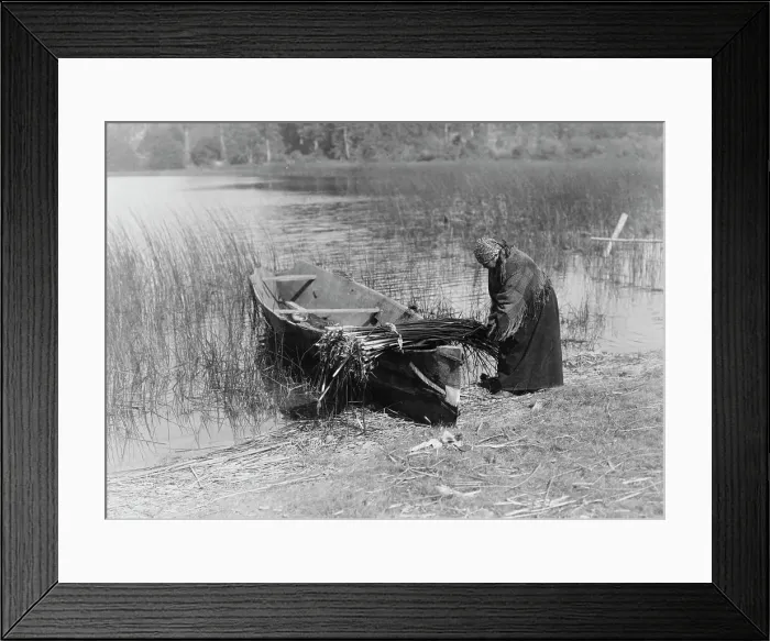 Framed Print : The tule gatherer, c1910. Creator: Edward Sheriff Curtis Framed Print : The tule gatherer, c1910. Creator: Edward Sheriff Curtis