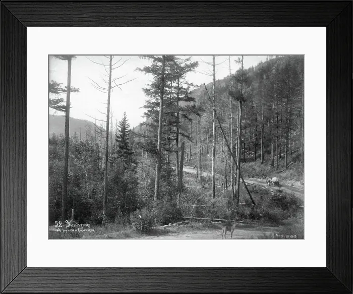 Framed Print : Udungui trade route, between Udunga and Gujirka. end of 19th century. Creator: Nikolai Apollonovich Charushin Framed Print : Udungui trade route, between Udunga and Gujirka. end of 19th century. Creator: Nikolai Apollonovich Charushin