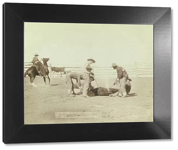 Branding calves on roundup, 1888. Creator: John C. H. Grabill