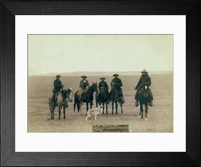 Framed Print : Roping gray wolf, Cowboys take in a gray wolf on Round up, in Wyoming, 1887. Creator: John C. H. Grabill. Roping gray wolf, Cowboys take in a gray wolf on Round up, in Wyoming, 1887. Creator: John C. H. Grabill Framed Print : Roping gray wolf, Cowboys take in a gray wolf on Round up, in Wyoming, 1887. Creator: John C. H. Grabill. Roping gray wolf, Cowboys take in a gray wolf on Round up, in Wyoming, 1887. Creator: John C. H. Grabill