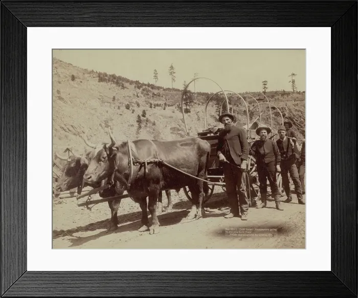 Framed Print : Gold Fever Prospectors going to the new Gold Field, 1889. Creator: John C. H. Grabill Framed Print : Gold Fever Prospectors going to the new Gold Field, 1889. Creator: John C. H. Grabill