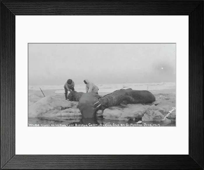 Framed Print : Walrus killed on ice floes off Siberian Coast, Bering Sea by G. Madsen, June 1909, 1909. Creator: Lomen Brothers Framed Print : Walrus killed on ice floes off Siberian Coast, Bering Sea by G. Madsen, June 1909, 1909. Creator: Lomen Brothers