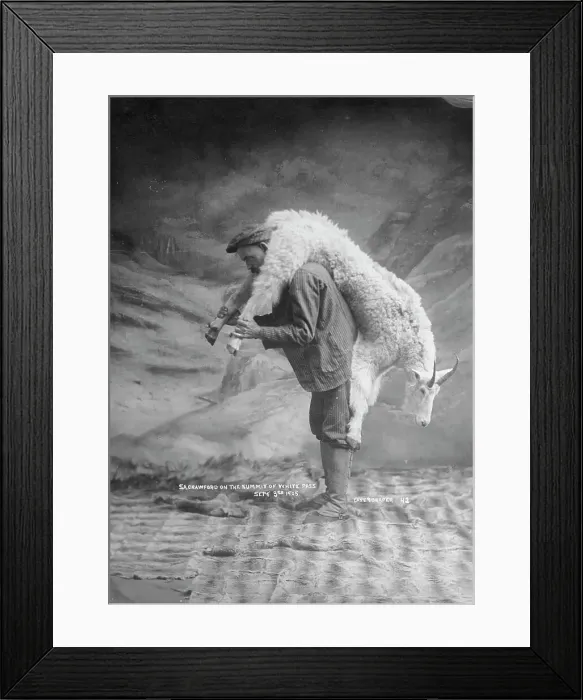 Framed Print : S.A. Crawford carrying a goat, 1905. Creator: Case & Draper. S.A. Crawford carrying a goat, 1905. Creator: Case & Draper Framed Print : S.A. Crawford carrying a goat, 1905. Creator: Case & Draper. S.A. Crawford carrying a goat, 1905. Creator: Case & Draper
