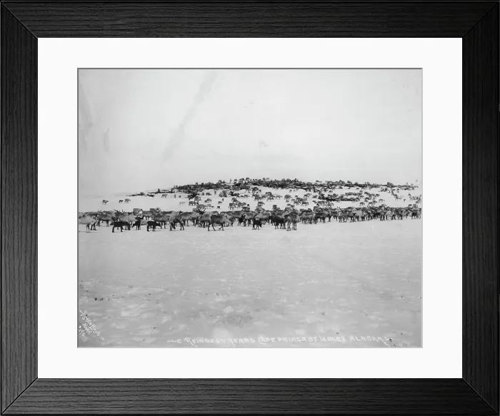 Framed Print : Reindeer herd, between c1900 and 1927. Creator: Lomen Brothers Framed Print : Reindeer herd, between c1900 and 1927. Creator: Lomen Brothers