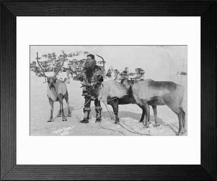 Framed Print : Reindeer, between c1900 and c1930. Creator: Lomen Brothers Framed Print : Reindeer, between c1900 and c1930. Creator: Lomen Brothers