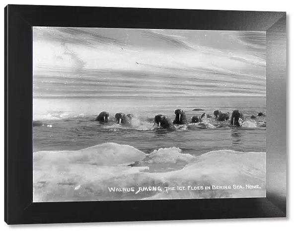 Walrus[es] among the ice floes in Bering Sea, between c1900 and c1930. Creator: Lomen Brothers
