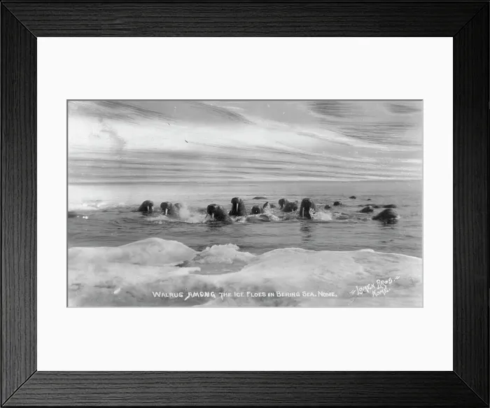 Framed Print : Walrus[es] among the ice floes in Bering Sea, between c1900 and c1930. Creator: Lomen Brothers