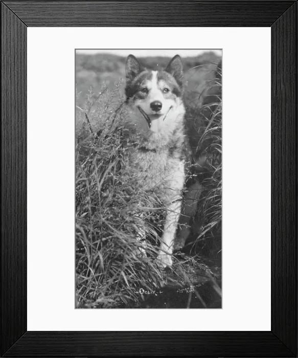 Framed Print : Oolik, an Alaskan huskie, between c1900 and c1930. Creator: Lomen Brothers