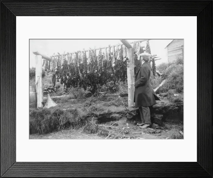 Framed Print : Frank G. Carpenter examining drying salmon, between c1900 and 1916. Creator: Unknown Framed Print : Frank G. Carpenter examining drying salmon, between c1900 and 1916. Creator: Unknown