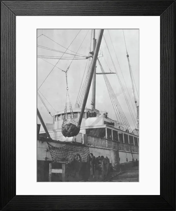 Framed Print : Loading copper on ship, between c1900 and 1916. Creator: Unknown Framed Print : Loading copper on ship, between c1900 and 1916. Creator: Unknown