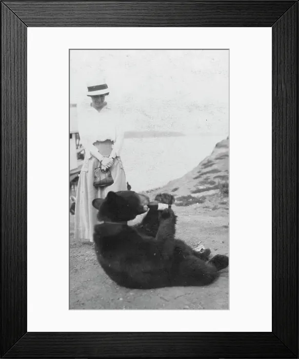 Framed Print : Bear drinking from bottle, between c1900 and 1916. Creator: Unknown Framed Print : Bear drinking from bottle, between c1900 and 1916. Creator: Unknown