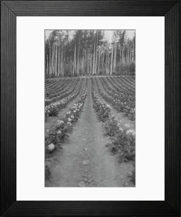 Framed Print : Farming, between c1900 and 1916. Creator: Unknown