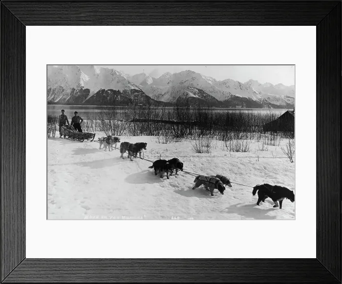 Framed Print : Dog team, between c1900 and c1930. Creator: Unknown Framed Print : Dog team, between c1900 and c1930. Creator: Unknown
