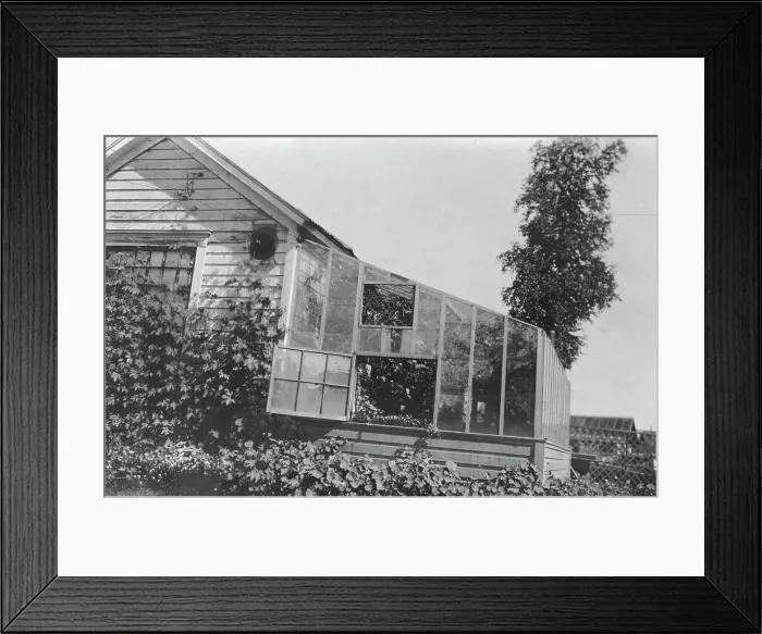 Framed Print : Mrs. Frank Clark's green house, between c1900 and 1916. Creator: Unknown Framed Print : Mrs. Frank Clark's green house, between c1900 and 1916. Creator: Unknown