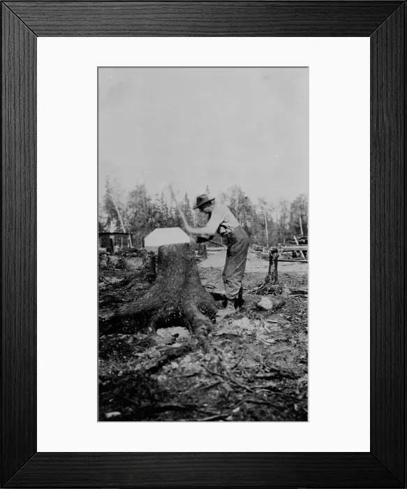 Framed Print : Man chopping down a tree, between c1900 and 1916. Creator: Unknown Framed Print : Man chopping down a tree, between c1900 and 1916. Creator: Unknown
