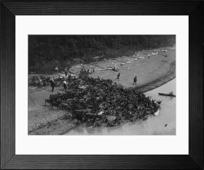 Framed Print : Reindeer, between c1900 and 1923. Creator: Unknown Framed Print : Reindeer, between c1900 and 1923. Creator: Unknown