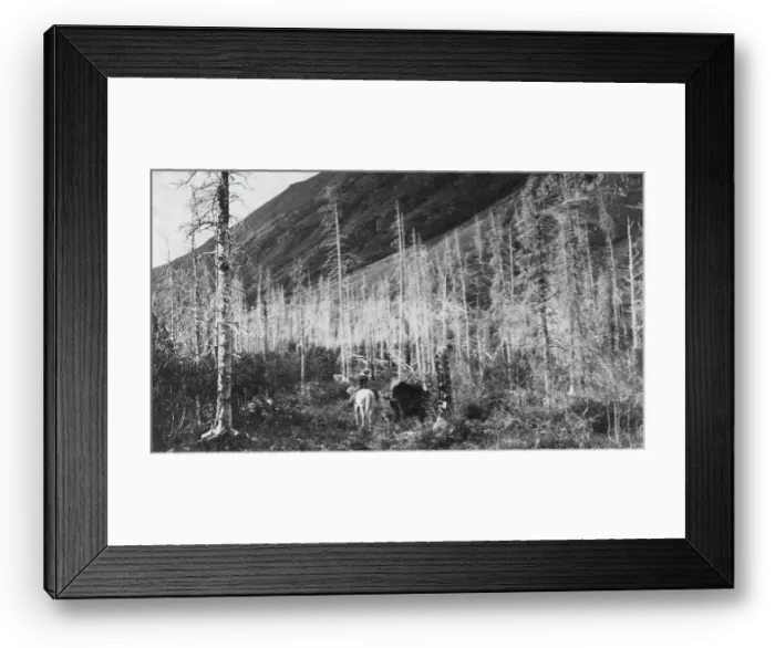 Framed Print : Trail to Sunrise, between c1900 and 1916. Creator: Unknown Framed Print : Trail to Sunrise, between c1900 and 1916. Creator: Unknown