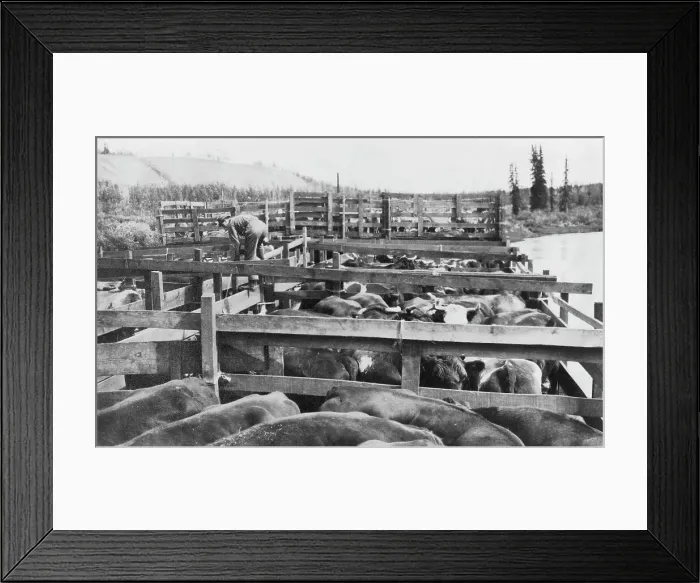 Framed Print : Barge of cattle, between c1900 and 1916. Creator: Unknown Framed Print : Barge of cattle, between c1900 and 1916. Creator: Unknown