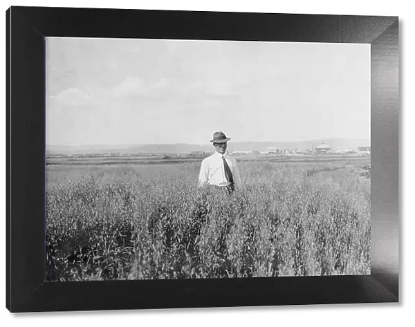 Mr. Rickert in grain field on his farm, between c1900 and 1916. Creator: Unknown