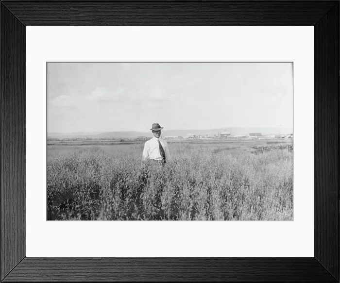 Framed Print : Mr. Rickert in grain field on his farm, between c1900 and 1916. Creator: Unknown Framed Print : Mr. Rickert in grain field on his farm, between c1900 and 1916. Creator: Unknown